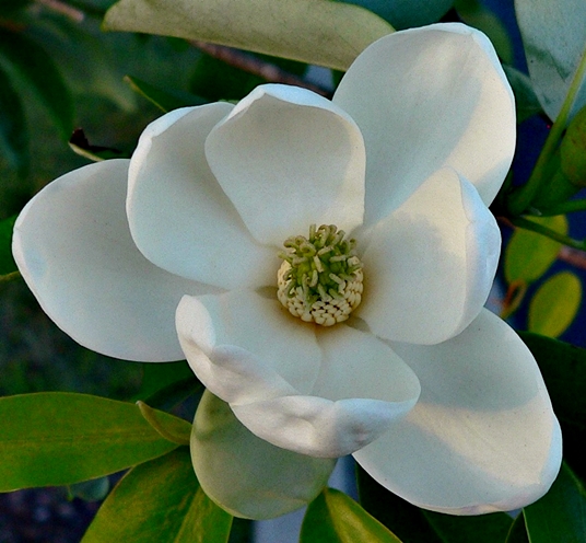 {Magnolia virginiana}